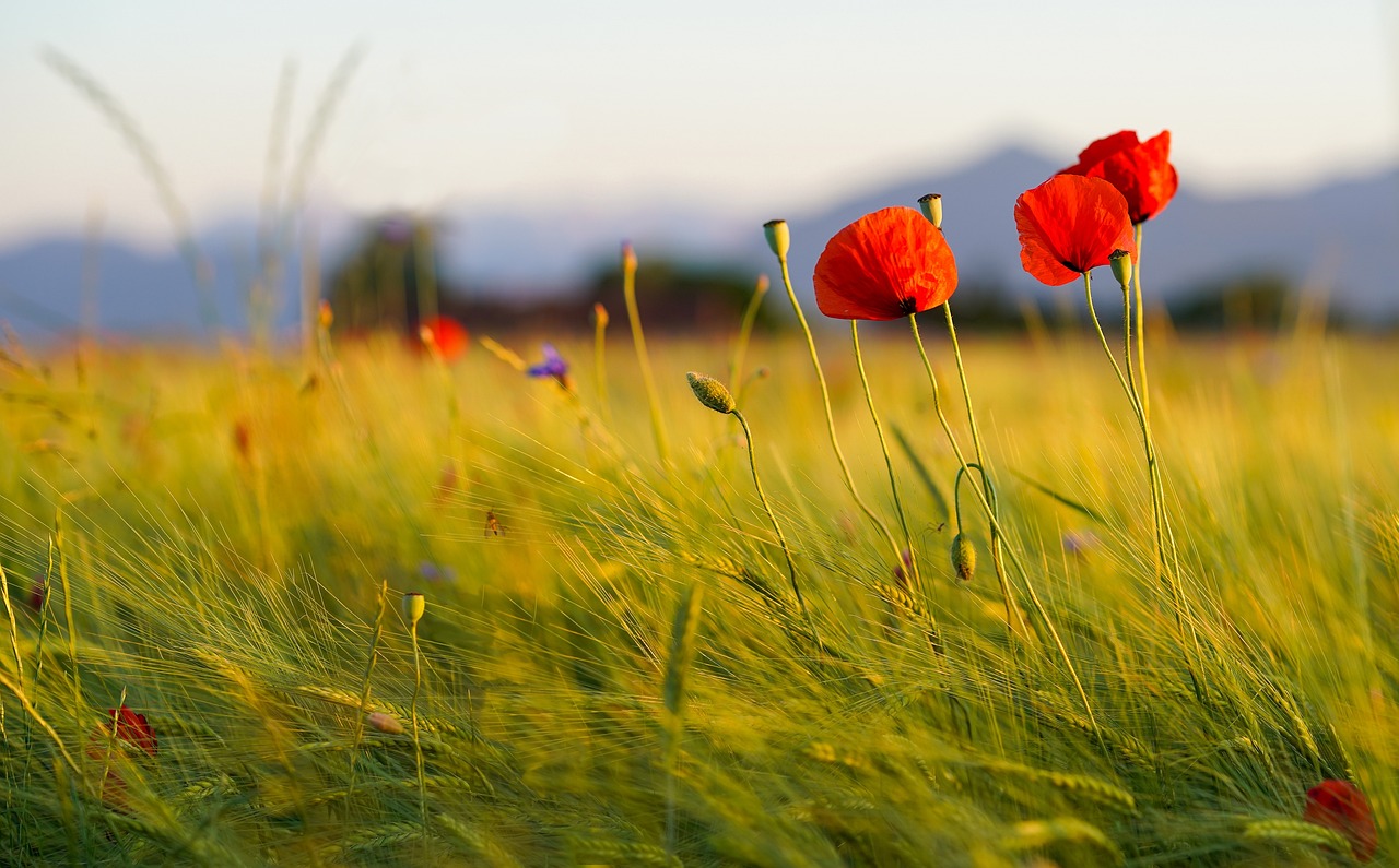 Coquelicots